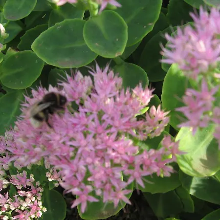 Beachside Bungalow, Boiensdorf