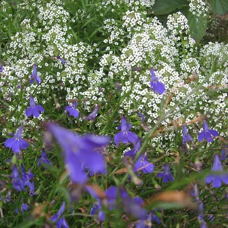Beachside Bungalow, Nyaraló Boiensdorf